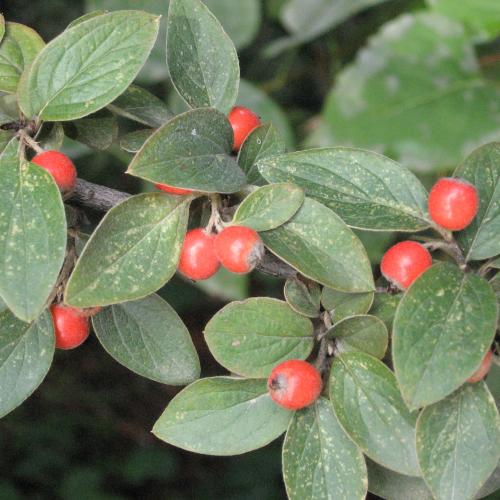 Cotoneaster franchetii +1P PF