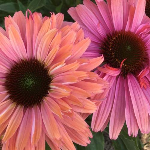 Echinacea purpurea Sunseekers Rainbow