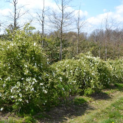 Exochorda macrantha The Bride