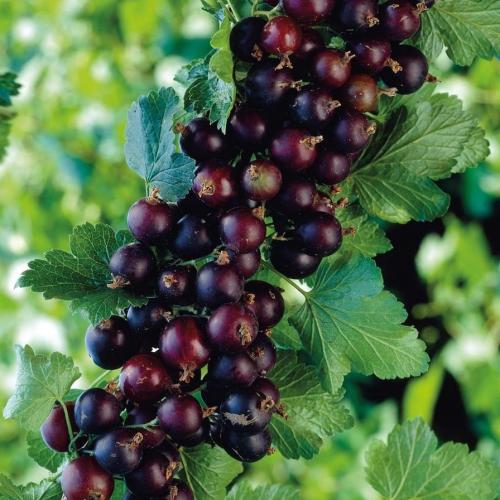 Groseiller CASSEILLE Josta