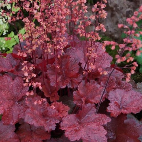 Heuchera Dark Secret