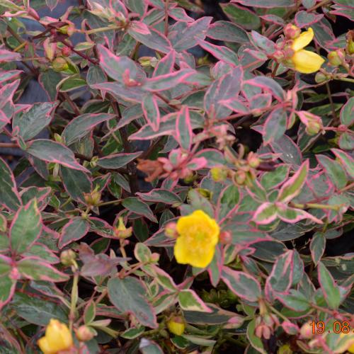 Hypericum tricolor