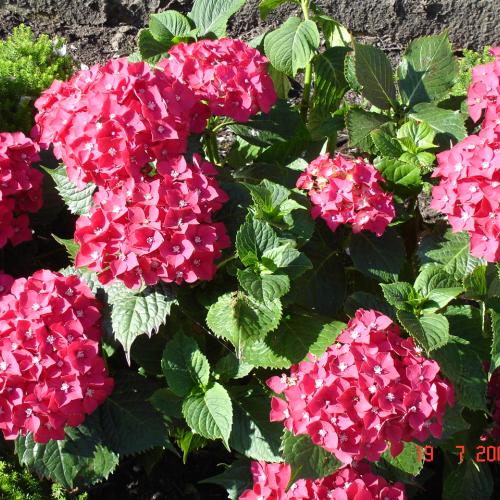 Hydrangea macr. King George V