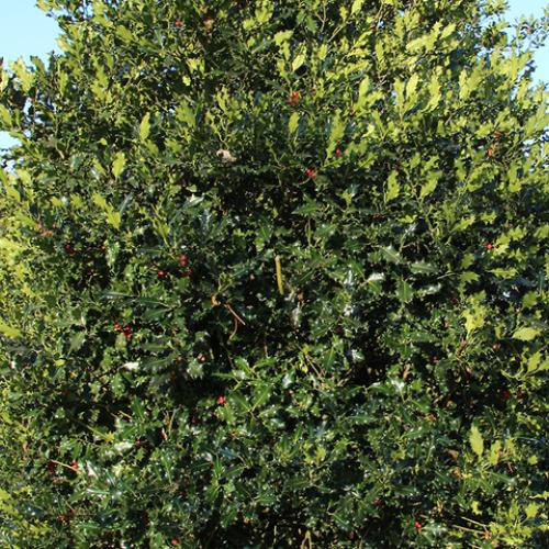 Ilex aquifolium