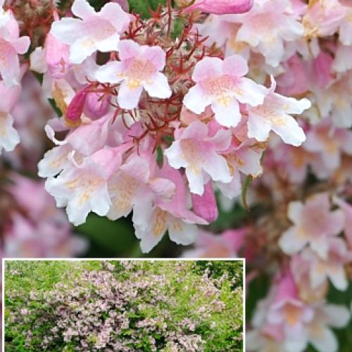 Kolkwitzia amabilis Maradco