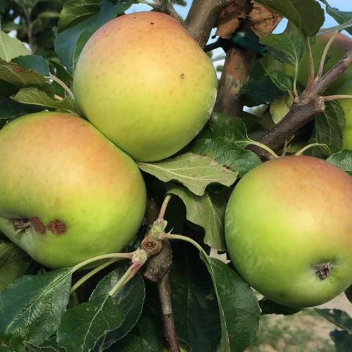 Malus Madame Collard