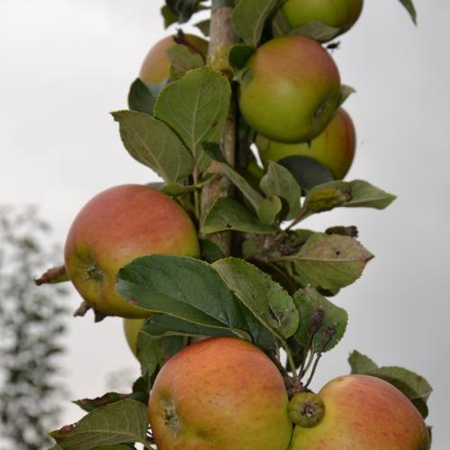Malus Reine des Reinettes /111