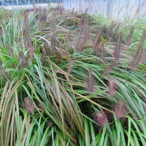 Pennisetum viridescens