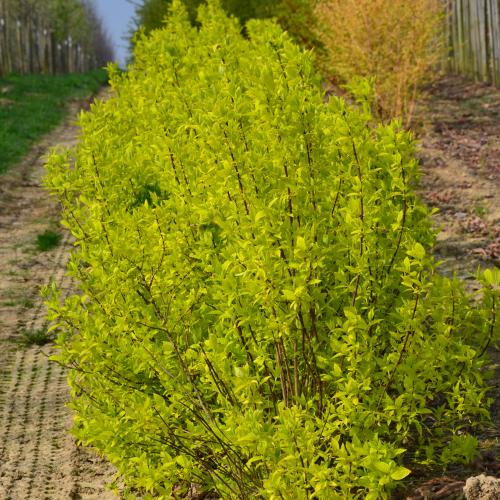 Philadelphus coronarius Aureus