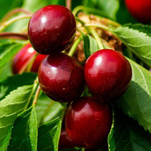 Prunus avium  Annabella