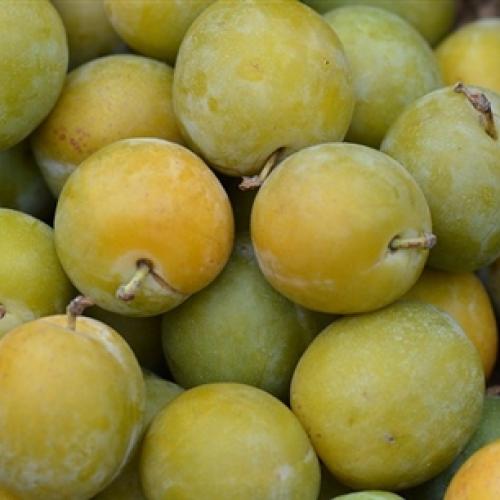 Prunus domestica Reine Claude Dorée Crottée