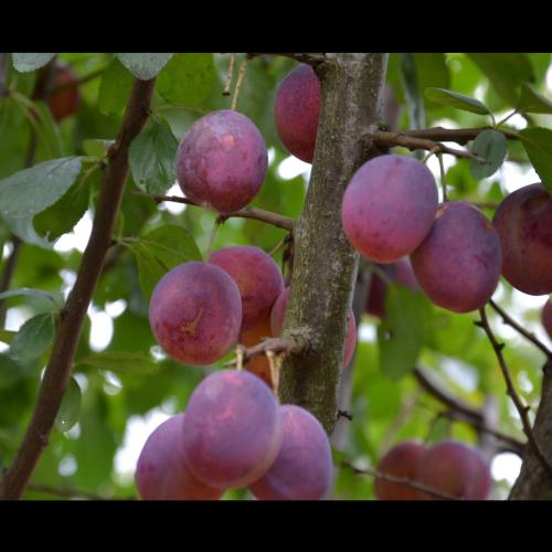 Prunus domestica Wignon