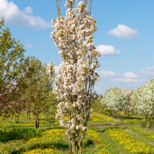 Prunus serr. Amanogawa