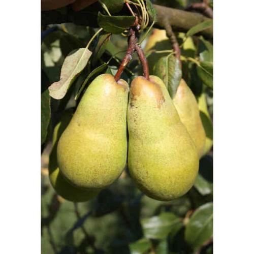 Pyrus Beurre Lebrun