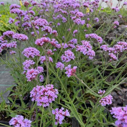 Verbena bonariensis Lollipop