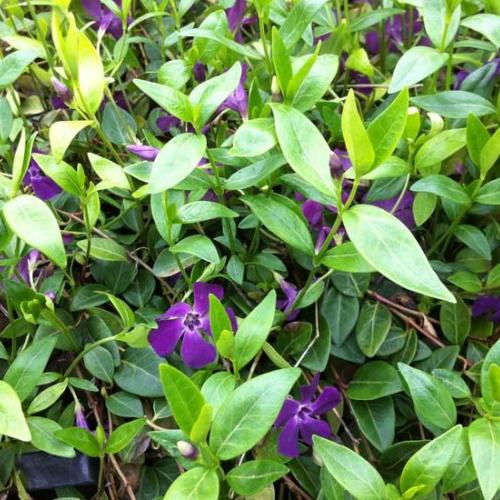 Vinca minor Atropurpurea